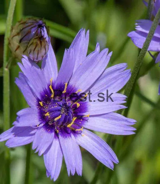 Catananche caerulea 'Blue'